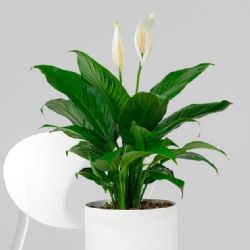 Cinco plantas ideales para purificar tu hogar; belleza, frescura y salud natural en casa