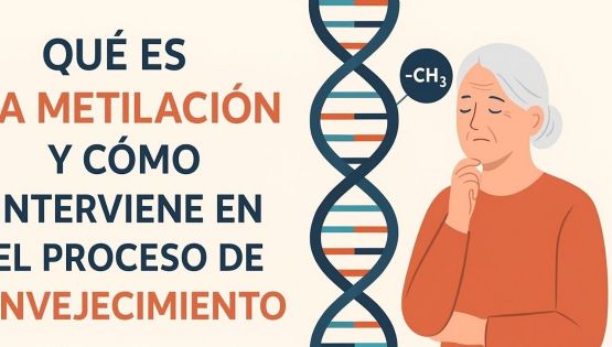 Qué es la metilación y cómo interviene en el proceso de envejecimiento