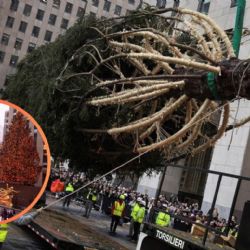 El árbol de Rockefeller llega a Nueva York; la magia navideña ya se enciende