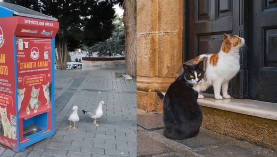 ¿De ave a gatito?; gaviota maúlla frente a máquina para conseguir comida y se vuelve viral