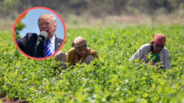 Visa americana H-2A y H-2B: ¿por qué Trump protegerá a migrantes con estos permisos?