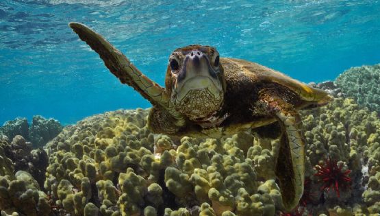 Día de las tortugas marinas: México es uno de los países con más diversidad de tortugas marinas
