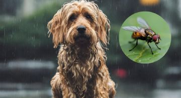 Gusano barrenador: protege a tu mascota de esta temida plaga; sigue estos consejos veterinarios