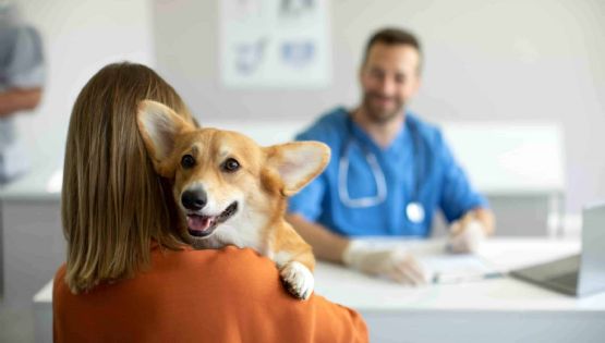 Cáncer: así podrías salvarle la vida a tu perro; estas son las señales para detectarlo