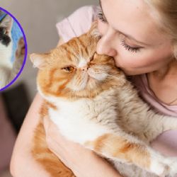 ¿Por qué los amantes de los gatos son tan especiales? Esto revela la psicología de los 'catlovers'