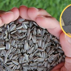 Conoce el ‘Ciclo de Semillas’ que te ayudará a regular tu ciclo hormonal