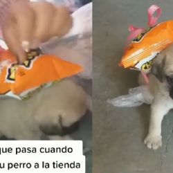 ¿Su primera chamba? Perrito ayuda a su dueña haciéndole los mandados | VIDEO