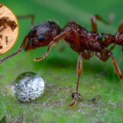 Cómo eliminar hormigueros sin pesticidas: 5 métodos naturales y efectivos