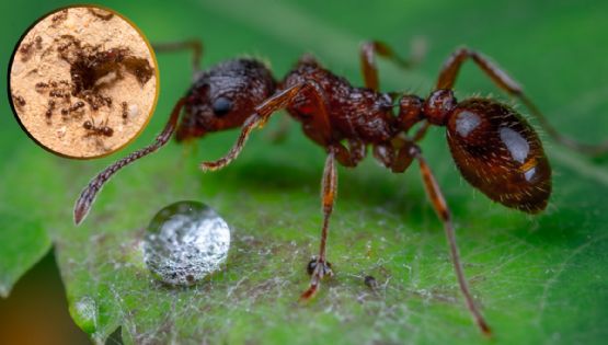 Cómo eliminar hormigueros sin pesticidas: 5 métodos naturales y efectivos