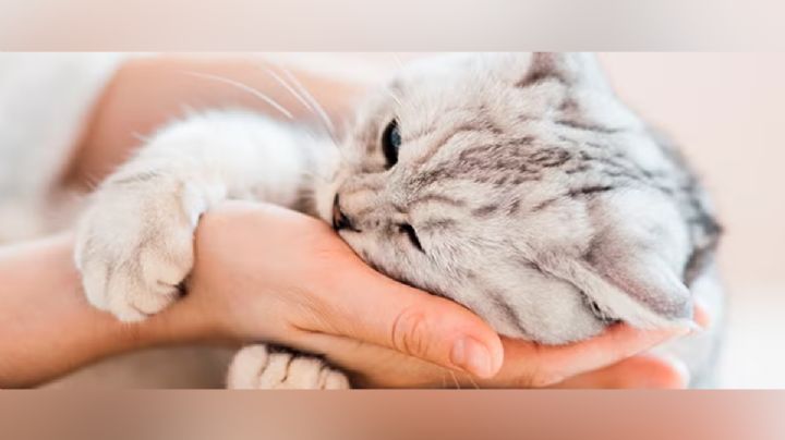 Tu gato amasa y ronronea: ¿es cariño o estrés?; descúbrelo aquí