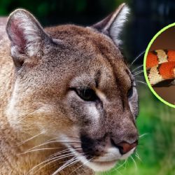 ¿Qué hacer si encuentras un oso o puma en Nuevo León?, estos son los consejos que debes seguir