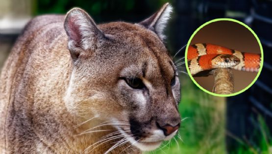 ¿Qué hacer si encuentras un oso o puma en Nuevo León?, estos son los consejos que debes seguir