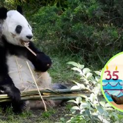 Xin Xin, la panda 100% mexicana cumple 35 años; conoce todo sobre su historia