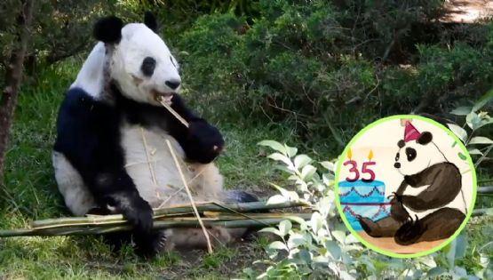 Xin Xin, la panda 100% mexicana cumple 35 años; conoce todo sobre su historia