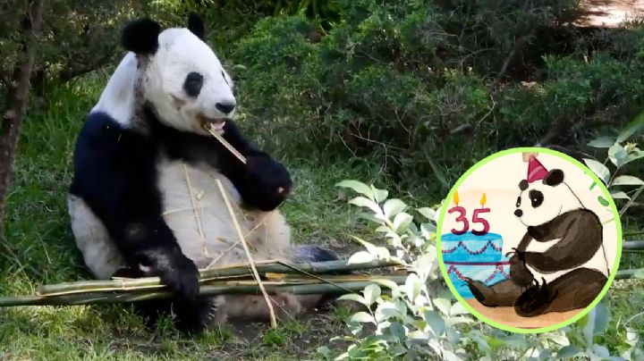 Xin Xin, la panda 100% mexicana cumple 35 años; conoce todo sobre su historia