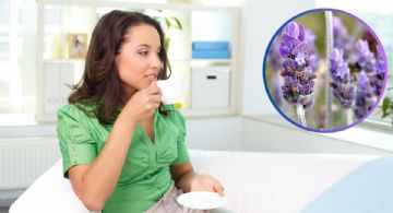 ¿Estrés acumulado? Descubre los beneficios del té de lavanda para calmar la mente y alma