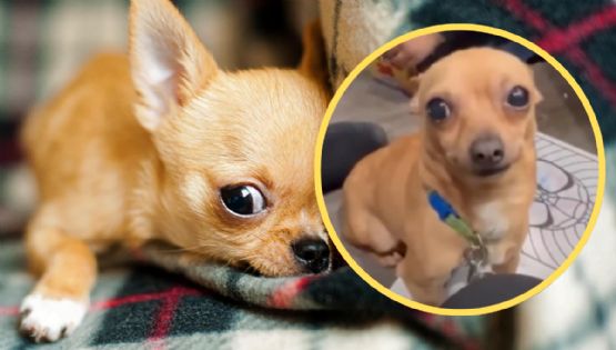 VIDEO | Perrito chihuahua es adoptado, pero entiende únicamente este idioma