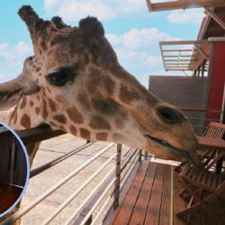 Conoce el primer hotel con jirafas de Latinoamérica: una experiencia a unos minutos de Monterrey