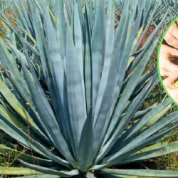 Tequila hecho a mano: la joya tamaulipeca que nació de la lucha y conquistó al mundo | VIDEO
