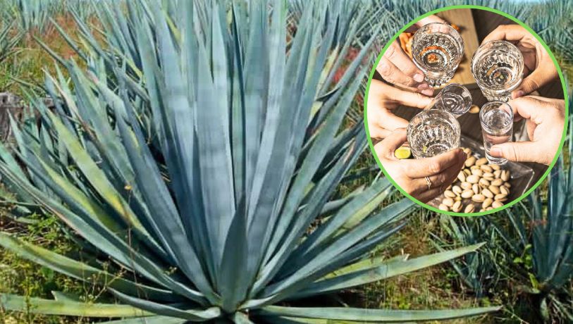 Tequila hecho a mano: la joya tamaulipeca que nació de la lucha y conquistó al mundo | VIDEO