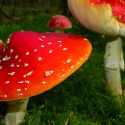 Fungosto 2025: fechas, lugar y todo lo que debes saber del festival dedicado a los hongos