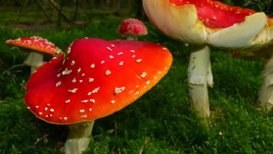 Fungosto 2025: fechas, lugar y todo lo que debes saber del festival dedicado a los hongos