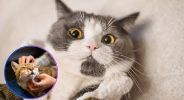 Cómo eliminar pulgas en gatos; trucos caseros fáciles y seguros que protegen su salud