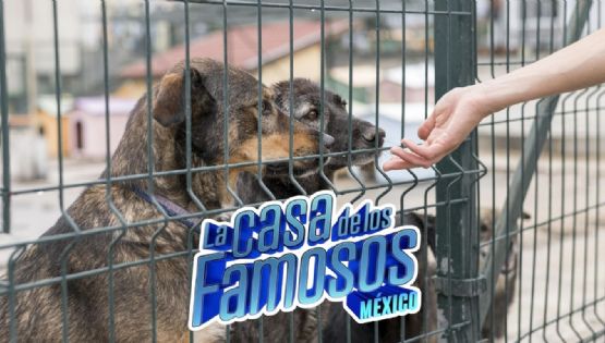 Con hechos, no palabras: ‘Team Noche’ de La Casa de los Famosos entrega ayuda a un refugio animal