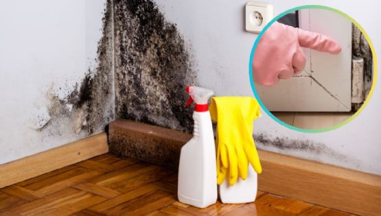 Cómo eliminar el moho de tus paredes en temporada de lluvias; el remedio casero que sí funciona